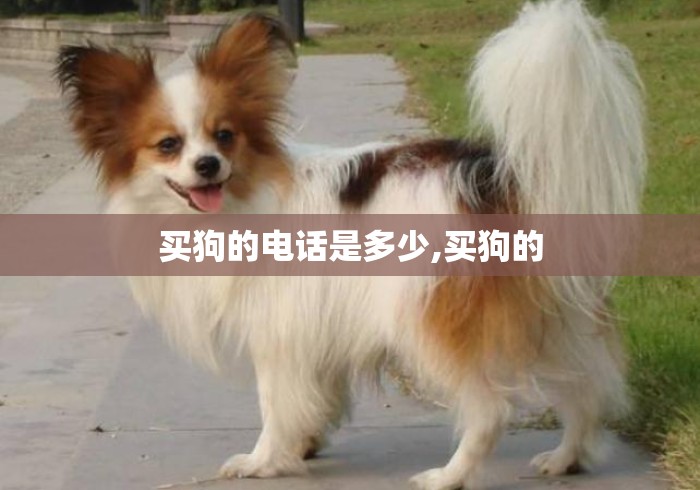 买狗的电话是多少,买狗的