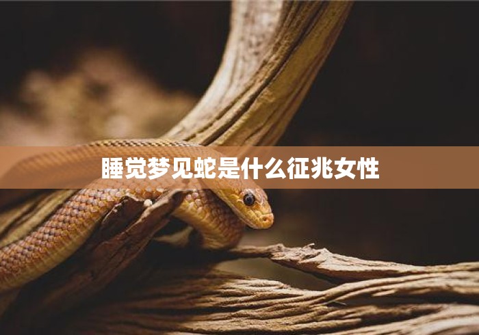 睡觉梦见蛇是什么征兆女性
