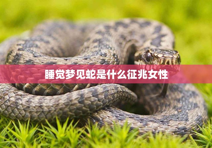 睡觉梦见蛇是什么征兆女性 睡觉梦见蛇是什么征兆女性