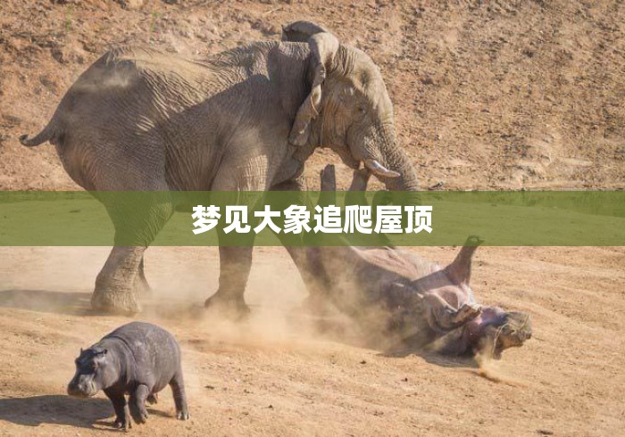 梦见大象追爬屋顶，梦见大象追我爬上屋顶，梦境解析与心理暗示