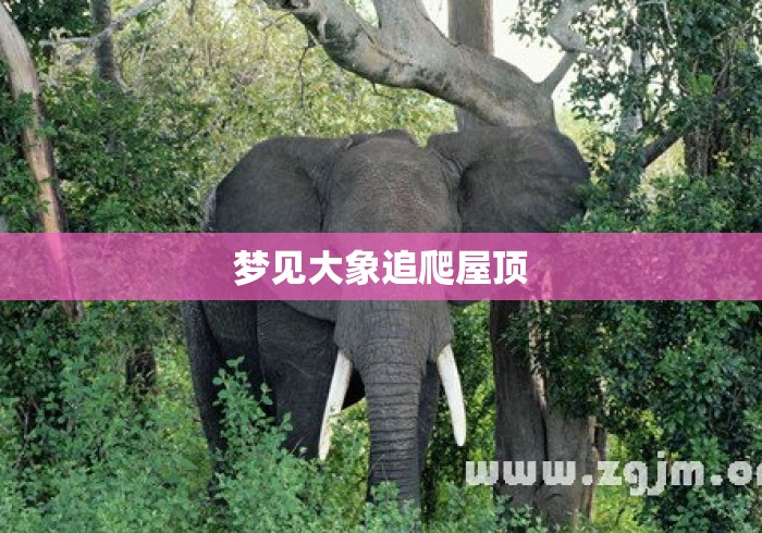 梦见大象追爬屋顶