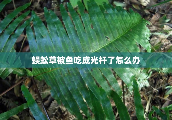 蜈蚣草被鱼吃成光杆了怎么办