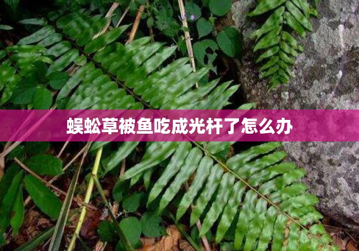 蜈蚣草被鱼吃成光杆了怎么办 蜈蚣草被鱼吃成光杆了怎么办