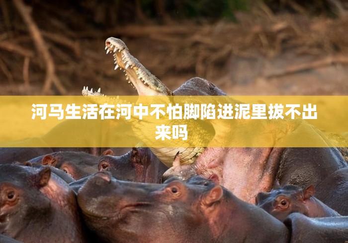 河马生活在河中不怕脚陷进泥里拔不出来吗 
