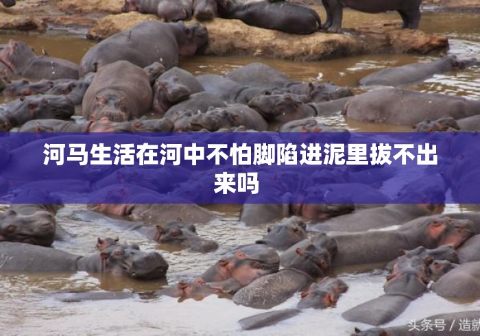河马生活在河中不怕脚陷进泥里拔不出来吗 