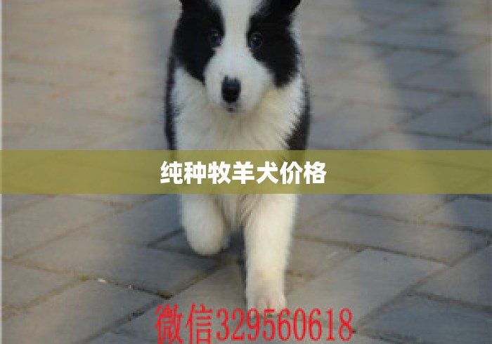 纯种牧羊犬价格 