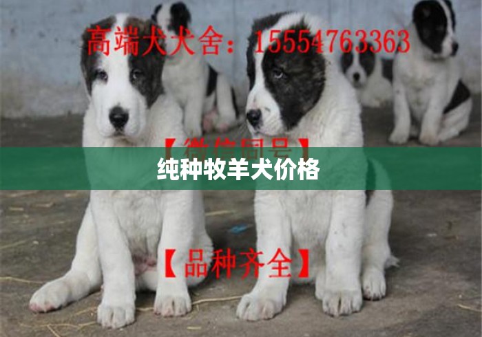 纯种牧羊犬价格 