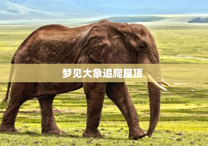 梦见大象追爬屋顶 梦见大象追爬屋顶