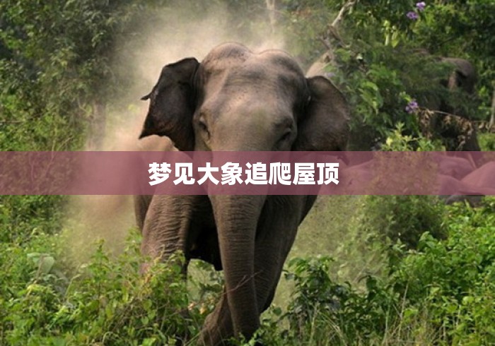 梦见大象追爬屋顶 梦见大象追爬屋顶