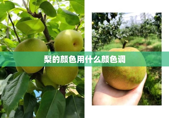 梨的颜色用什么颜色调